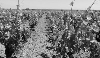 Cote di Franze